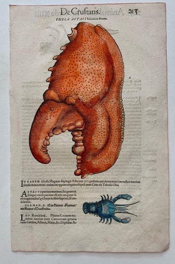 Conrad Gesner - Icones animalium quadrupedum uiuiparorum et