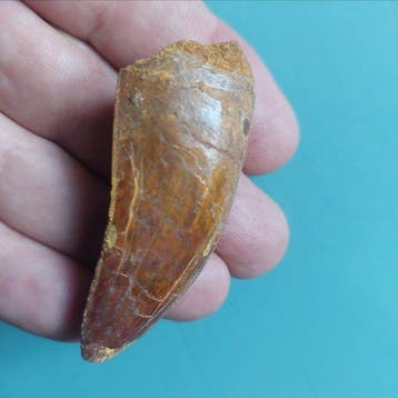 Dinosaurus - Fossiele tand - Carcharodontosaurus sp. - 60 mm