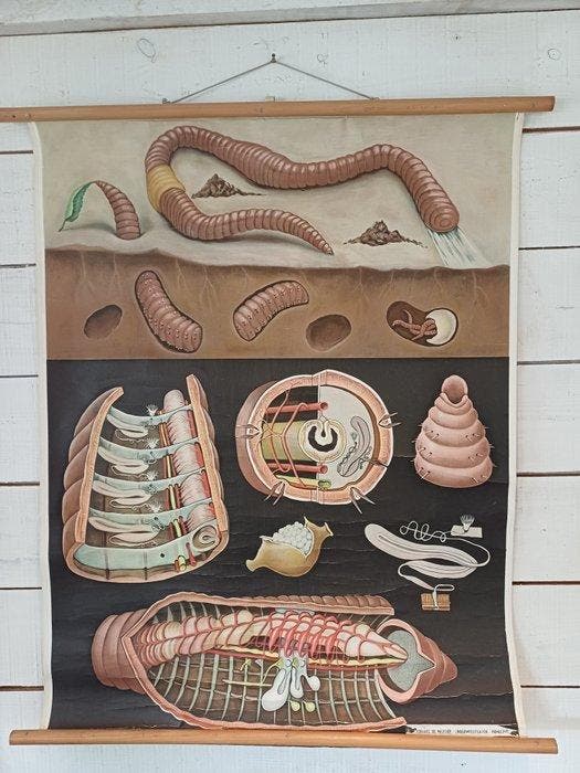Schoolkaart - Linnen, Antiek en Kunst, Curiosa en Brocante