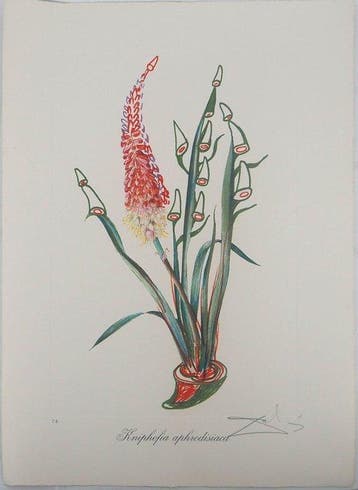 Salvador Dali (1904-1989) - Lupin et rhinocéros