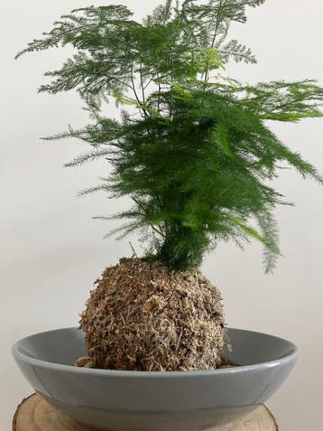 Kokedama #9, Verzenden