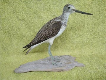 Greenshank Taxidermie volledige montage - Tringa nebularia -, Nieuw