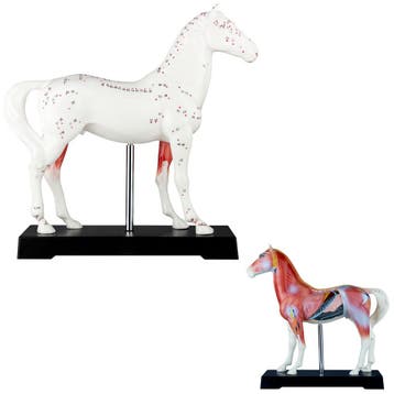 Acupunctuur model paard, Nieuw