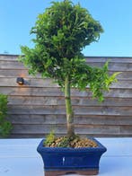 Japanese maple bonsai (Acer palmatum) - Hoogte (boom): 29 cm
