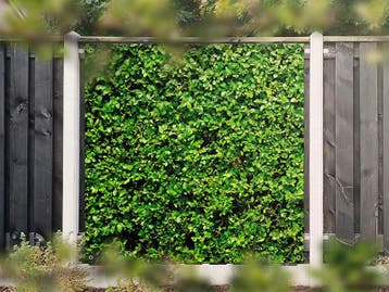 NR 1404: Tuinposter Hedera 180x180cm, Nieuw