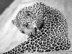Fabio Accorrà - The big Leopard