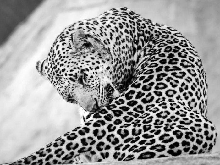 Fabio Accorrà - The big Leopard, Antiek en Kunst, Kunst | Designobjecten