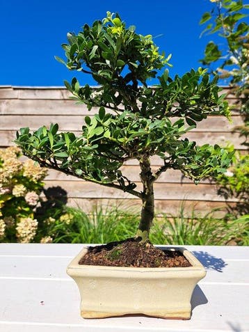 ilex bonsai (japanse hulst) - Hoogte (boom): 27 cm - Diepte