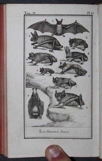 M. Le Comte De Buffon - Histoire Naturelle Generale Et