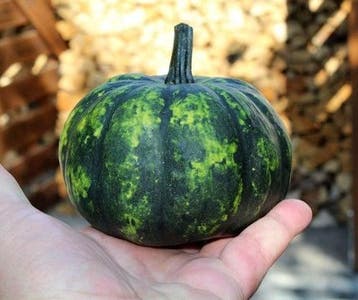 Phantomita f1 groen wit gevlekt klein eetpompoentje, Ophalen of Verzenden, Nieuw