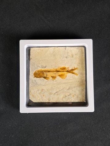 Vis - Gefossiliseerd dier - Lycoptera - 11 cm (Zonder