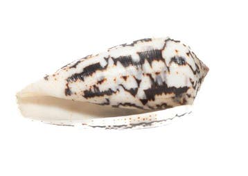 Reus van zijn soort: Conus magus (61 mm) uit de Filipijnen, Nieuw