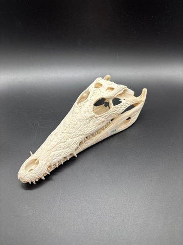 Nijlkrokodil Schedel van een reptiel - Crocodylus niloticus, Antiek en Kunst