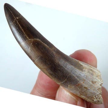 Plesiosaurus-tand - Fossiele tand - Zafarasaura oceanis -