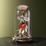 Vlinders in Stolp Taxidermie Opgezette Dieren By Max, Ophalen of Verzenden, Nieuw, Insect, Opgezet dier