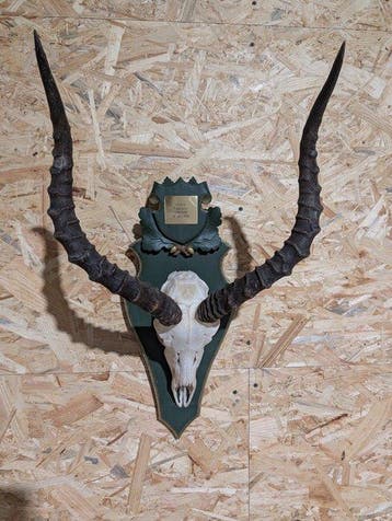 Afrikaanse Impala-trofee Taxidermie wandmontage - Aepyceros, Nieuw