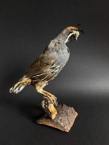 Colin uit Californië Taxidermie volledige montage -, Verzamelen, Nieuw