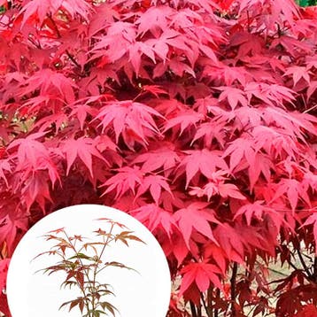 Japanse esdoorn Atropurpureum container (P10) Sierplanten, Verzenden, Overige soorten, Struik