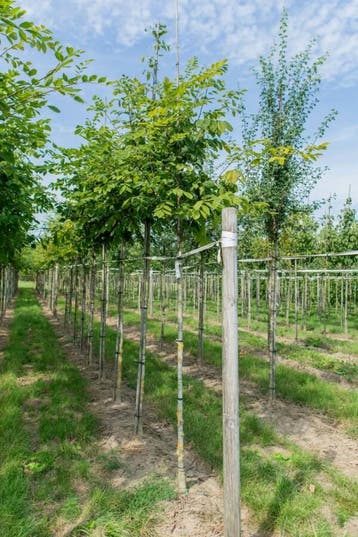 Toona sinensis Flamingo hoogstam 18/20