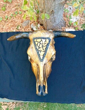 Koe Schedel van een zoogdier - Bos taurus - 30 cm - 60 cm -