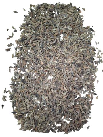 Nassa Pussata schelpen 500 gram, Ophalen of Verzenden, Nieuw