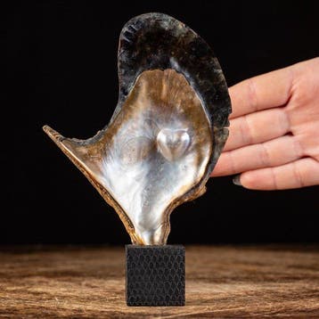 Extreem zeldzame mariene curiositeit - Ostrica Perlifera -, Antiek en Kunst