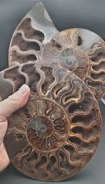 Ammoniet - Gefossiliseerde schelp - Cleoniceras sp. - 18 cm, Verzamelen
