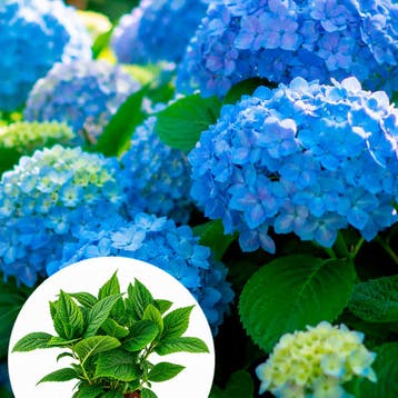 Hortensia macrophylla Nikko Blue container (P17), Verzenden, Hortensia, Struik