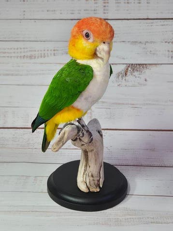 Papegaai Taxidermie volledige montage - Pionites leucogaster, Verzamelen, Nieuw