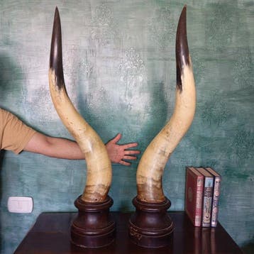 Buffel Hoorns - Bubalus Bubalis - 90 cm - 21 cm - 27 cm -