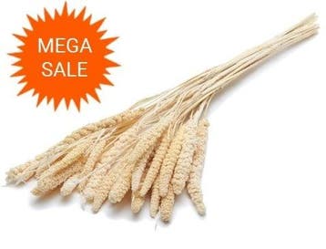 Setaria Italica Trosgierst Gebleekt 100 gram, Ophalen of Verzenden, Nieuw