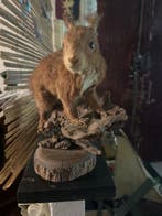 Eekhoorn Taxidermie volledige montage - Sciurus vulgaris -