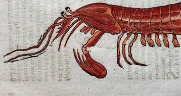 Conrad Gesner - Icones animalium quadrupedum uiuiparorum et, Antiek en Kunst, Antiek | Boeken en Bijbels