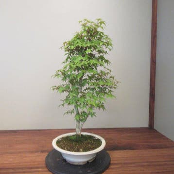 Acer palmatum deshojyo - Hoogte (boom): 56 cm - Diepte