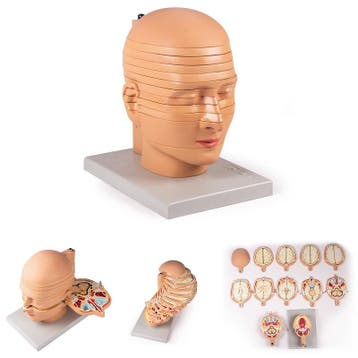 Anatomie model hoofd in schijven, Nieuw