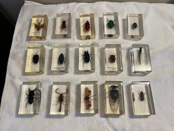 Themacollectie - Insectenverzameling in transparante hars