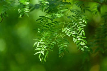 Gleditsia triacanthos Sunburst meerstammig 200-250