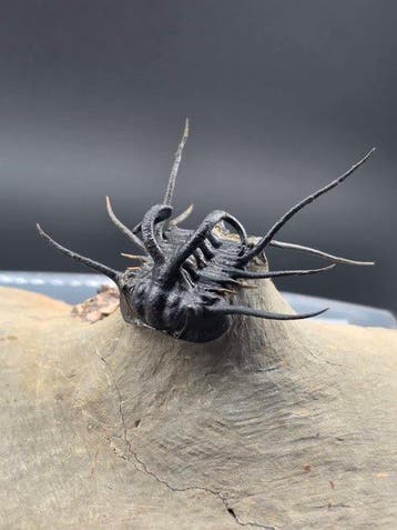 Trilobiet - Gefossiliseerd dier - Dicranurus Trilobite - 15, Verzamelen, Mineralen en Fossielen