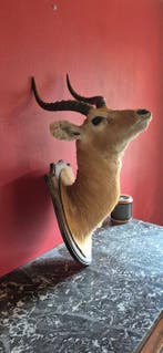 Cobe de Buffon Taxidermie wandmontage - Kobus cob - superbe, Verzamelen, Dierenverzamelingen, Nieuw