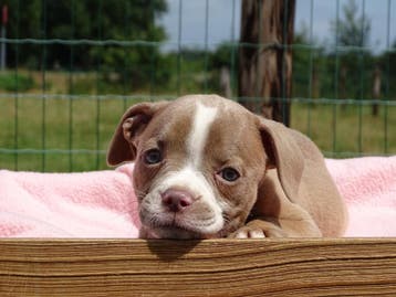 Old English Bulldog pups!  | Hartelijk Welkom ! Mogen mee, Parvo, Nederland, 8 tot 15 weken, Bulldog