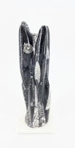 Orthoceras Sculptuur 1,6kg (zie filmpje), Ophalen of Verzenden