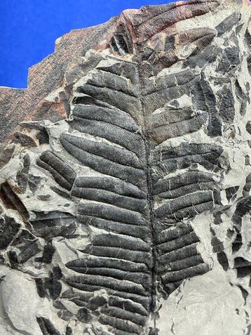 mooie Karboniferous plantenfossiel - Gefossiliseerde plant -