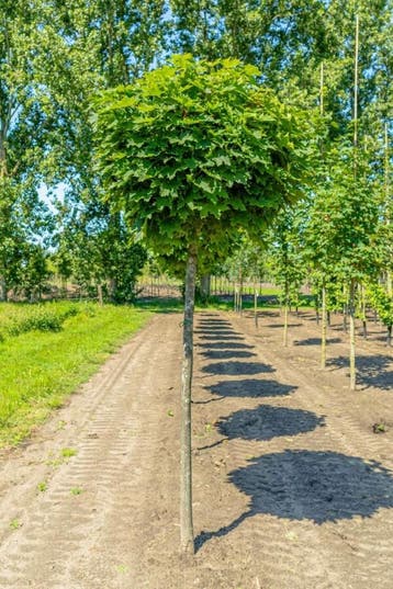 Acer platanoides Globosum halfstam 12/14 120cm stam