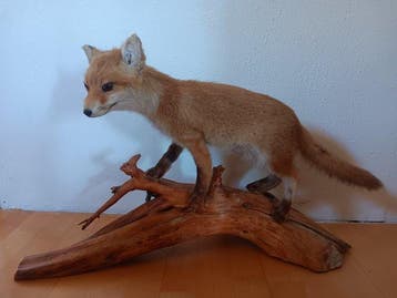 Rode vos Taxidermie volledige montage - Vulpes vulpes - 43