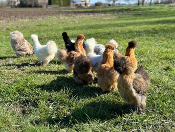 Jonge tamme krielkippen hennen veel keus, gesekst en ingeënt, Dieren en Toebehoren, Meerdere dieren, Kip