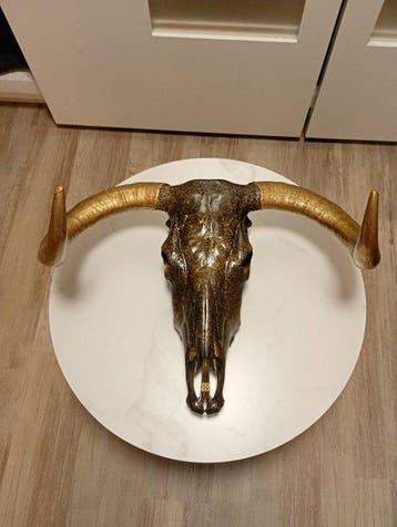 Koe Schedel van een zoogdier - Bos taurus - 30 cm - 70 cm -