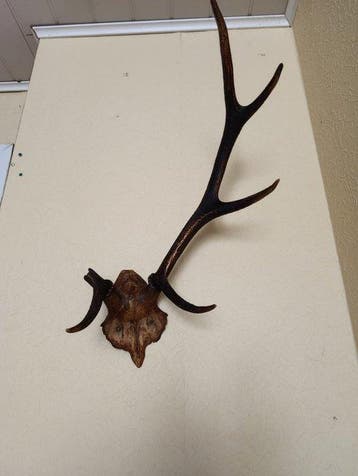 Hert Schedel met gewei - Cervus elaphus - 70 cm - 60 cm - 40