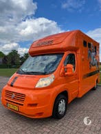 Knappe Paardenwagen Hengstenuitvoering! 2009!, Ophalen, Zo goed als nieuw, 2-paards trailer