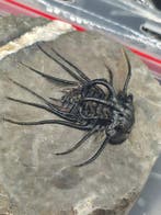 Trilobiet - Gefossiliseerd dier - Dicranurus Trilobite - 11, Verzamelen