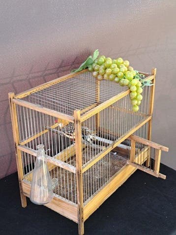 Vogelkooi - Hout, IJzer - Vogelkooi, Antiek en Kunst